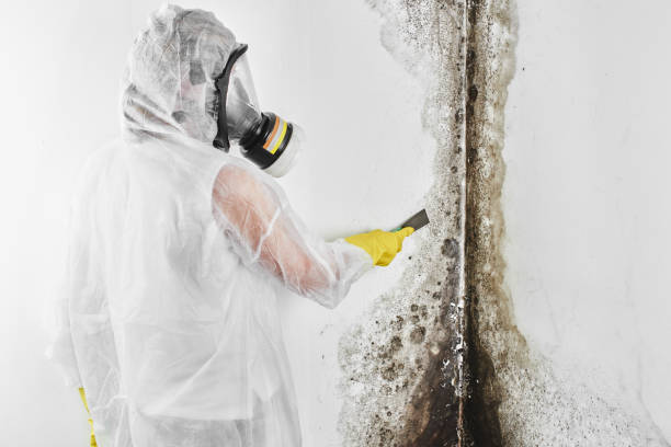Best Post-Remediation Services in Columbus, MN