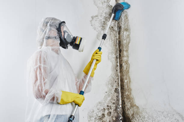 Best White Mold Remediation in Columbus, MN