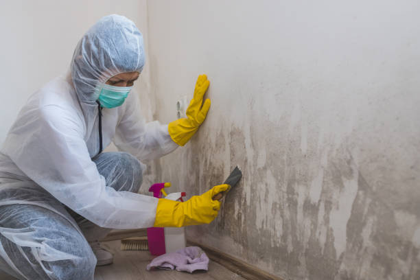Professional Mold Remediation in Columbus, MN