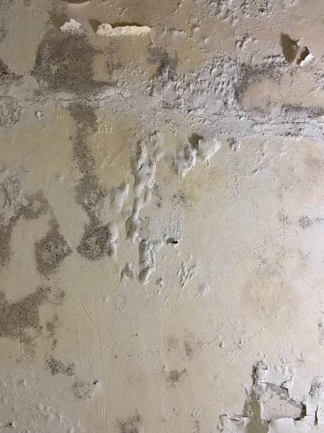 Best Localized Mold Remediation (e.g., coastal areas, humid climates) in Columbus, MN