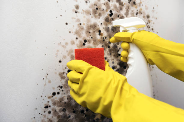 Best Kitchen Mold Remediation in Columbus, MN