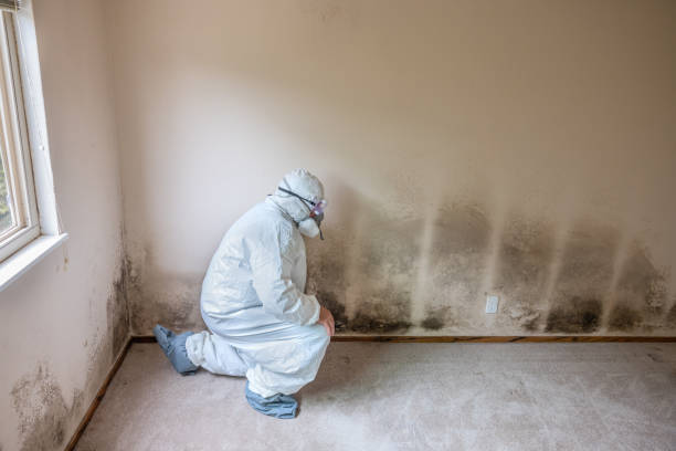 Trusted Columbus, MN Mold Remediation Experts