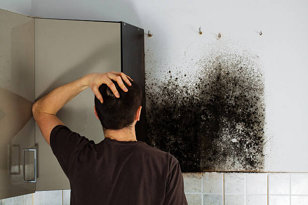 Best Residential Mold Remediation in Columbus, MN