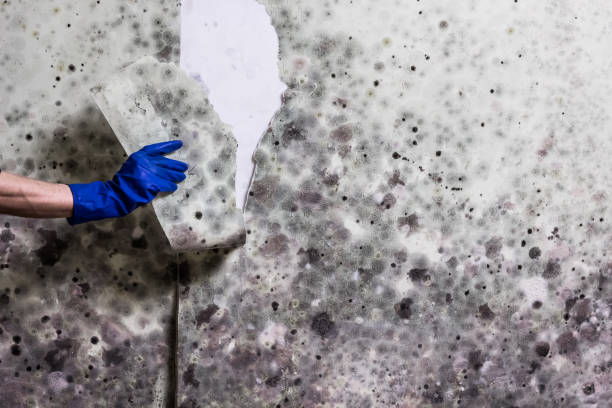 Best Emergency Mold Remediation in Columbus, MN